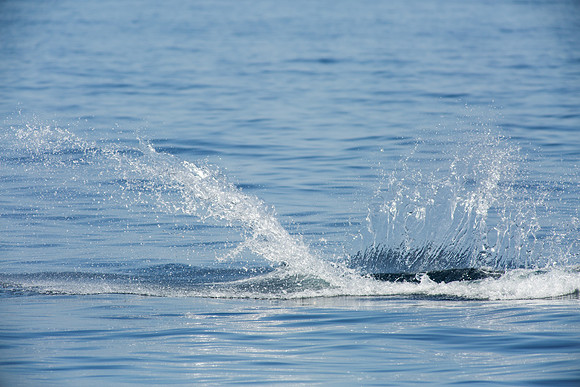 Minke whale breach