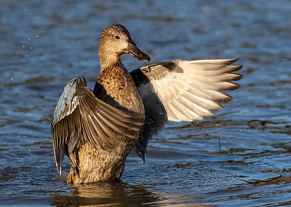 Teal wing wave