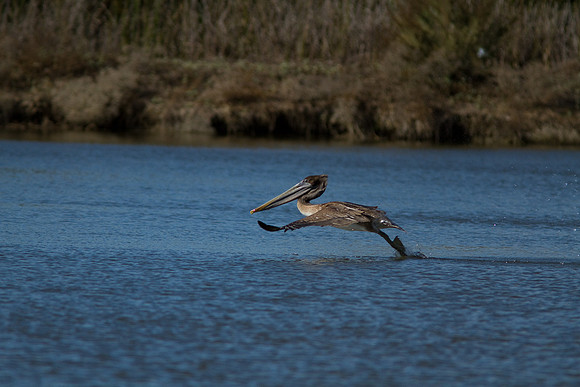 birds-irv-1083