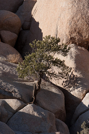 joshuatree09-0482