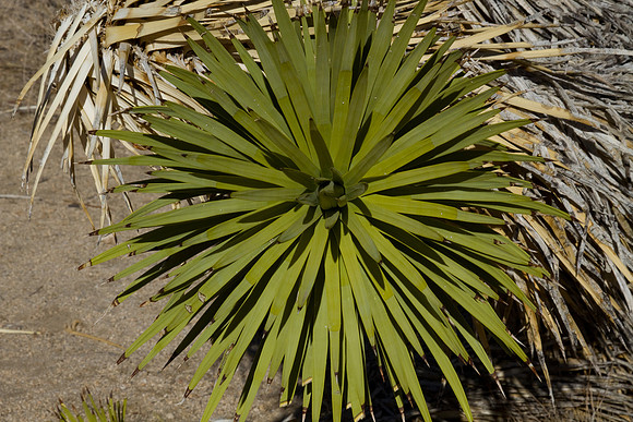 joshuatree09-2692