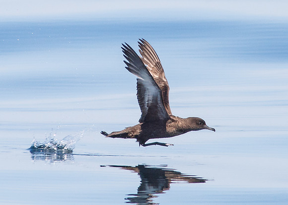 OC-Dana Point Pelagic 2014-6721