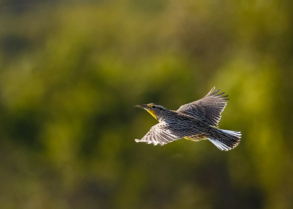 Afternoon flight