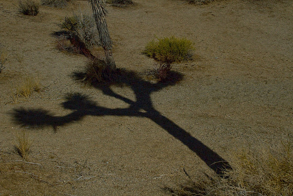 joshuatree09-2463