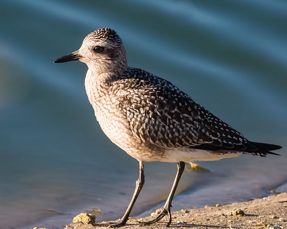 Black-bellied Plover