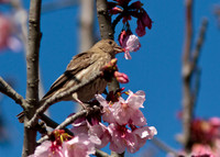 House finch