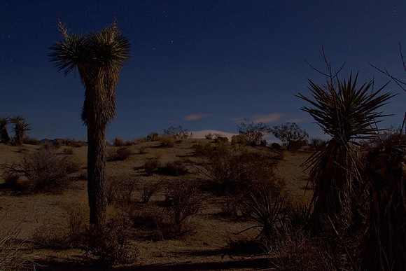 joshuatree09-2448