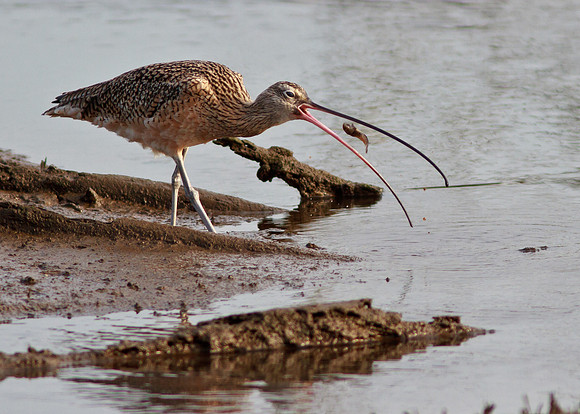 Curlew