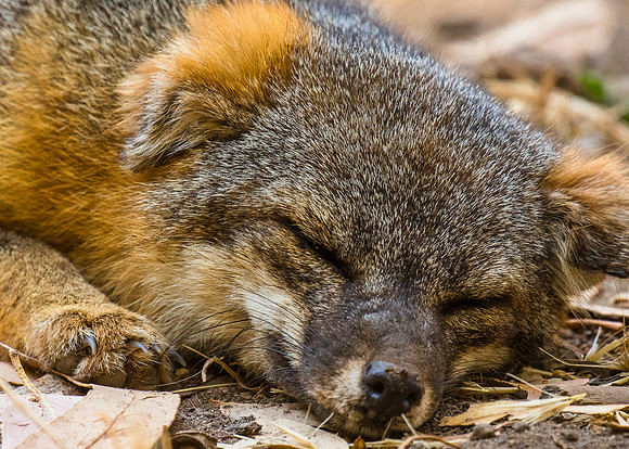 Nap time