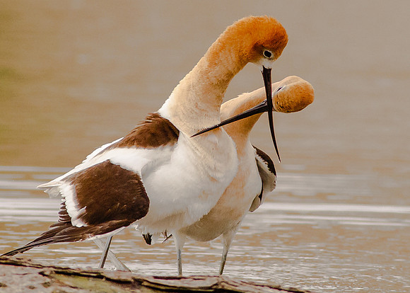 Dance of Love