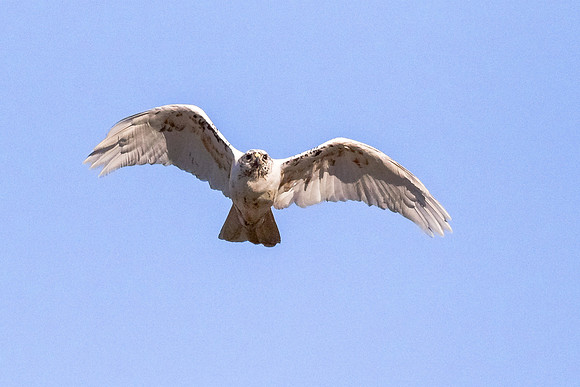 Leucistic Red-tailed Hawk