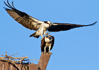 San Joaquin2012-5796