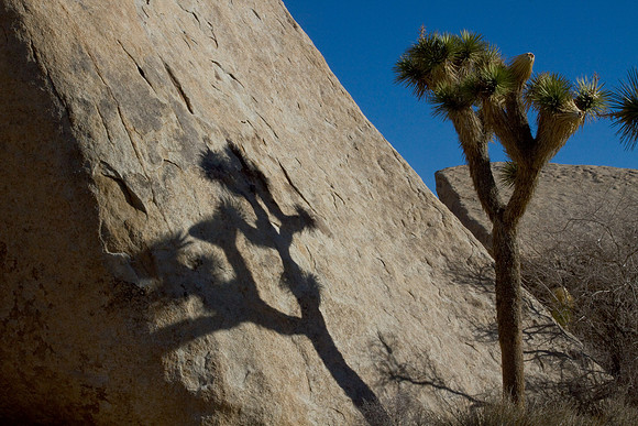 joshuatree09-2686