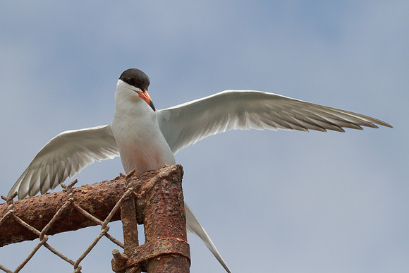 BolsaChica2011-0046