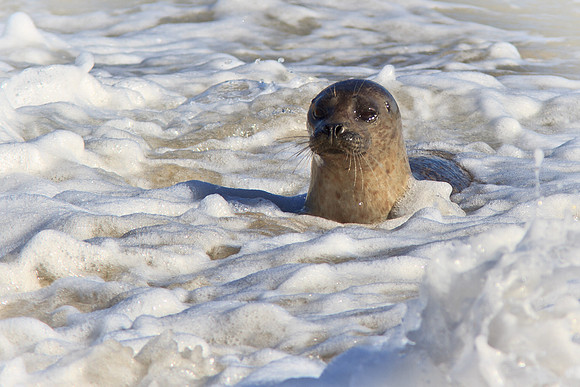 Playing in the foam