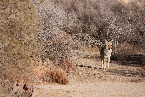 joshuatree09-0488