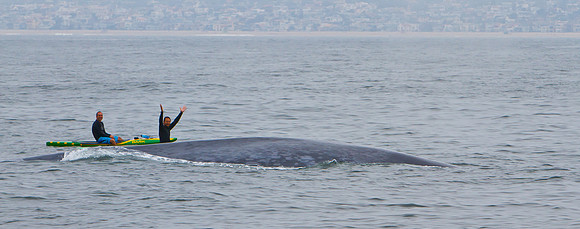 RB-whales-8280
