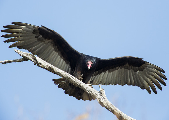 BolsaChica-2013-4372