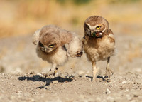 Owlet Race