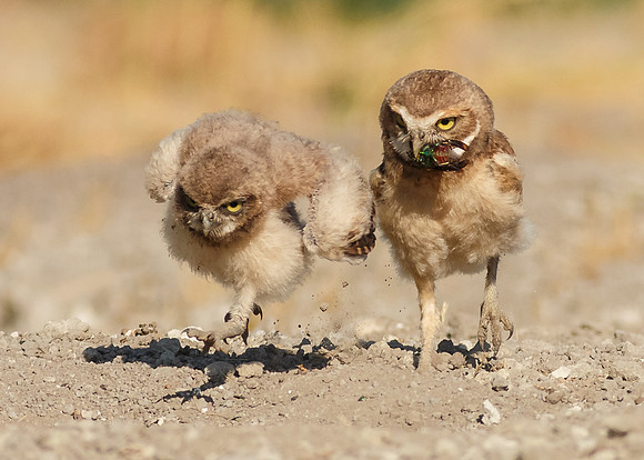 Owlet Race