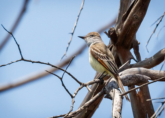Ash-throated flycatcher