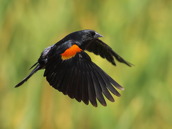 Blackbird in flight
