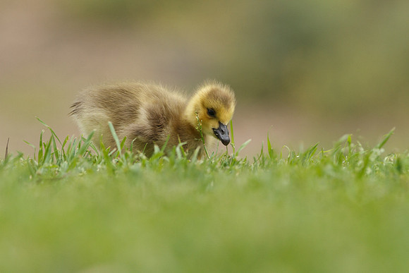 LN-regional-park-2012-6525