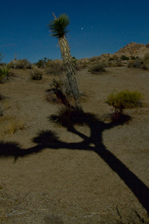 joshuatree09-2460