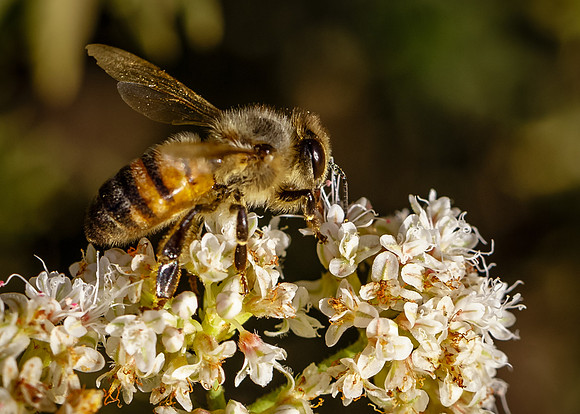 Flowery feast