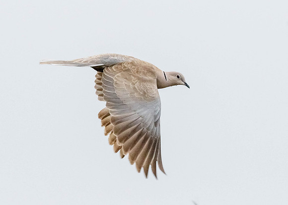 Eurasian Collared-Dove