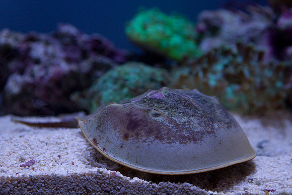 lb-aquarium-1314