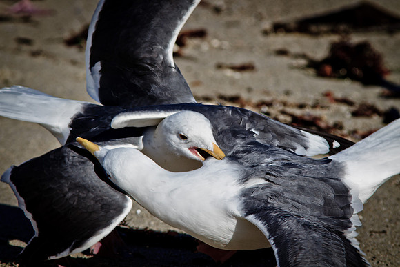 Wings Feathers and Beaks