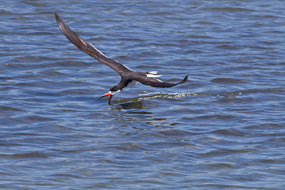 Bolsachica-0822-4719