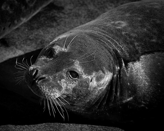 Harbor seal