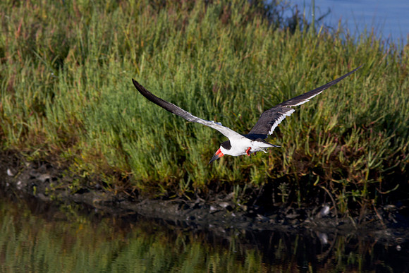 Bolsachica-0822-3517