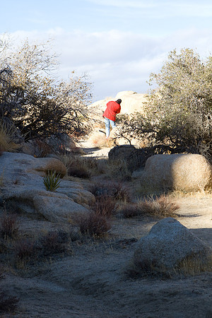 joshuatree09-2242