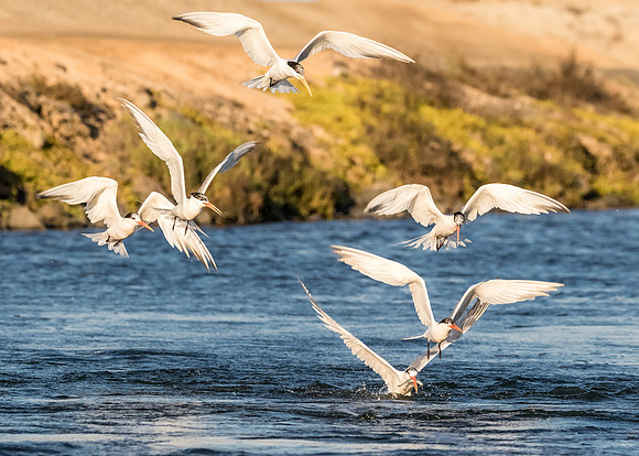 BolsaChica2015-2515