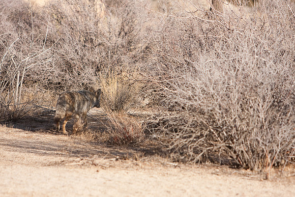 joshuatree09-0491