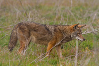Coyote