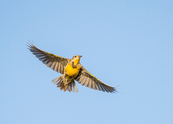 Western Meadowlark