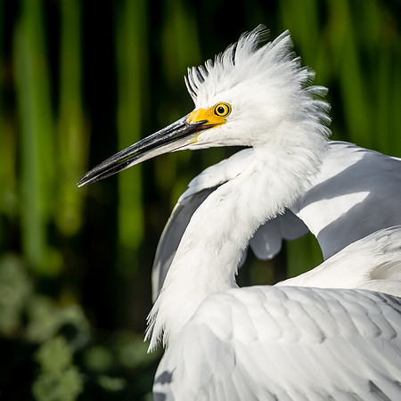 Snowy Egret
