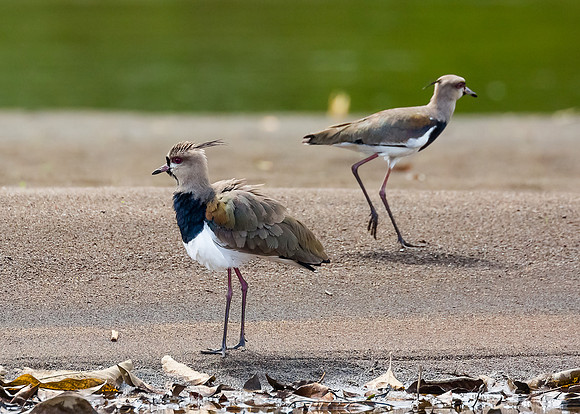 Southern Lapwing
