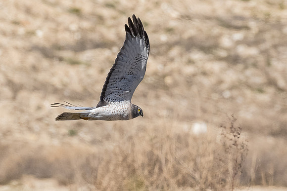 Ghost flying low