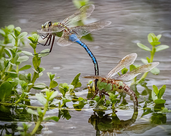 Connection