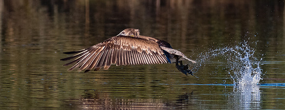Wet takeoff.....