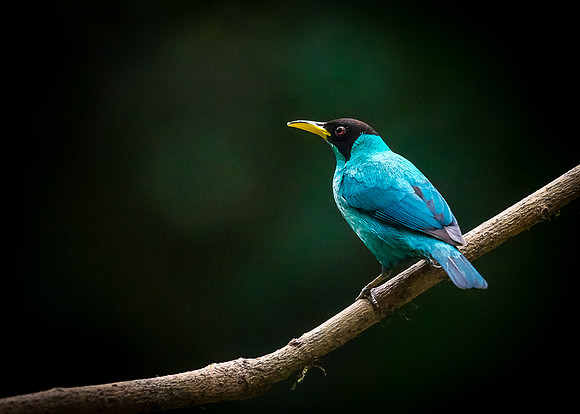 Male Green Honeycreeper