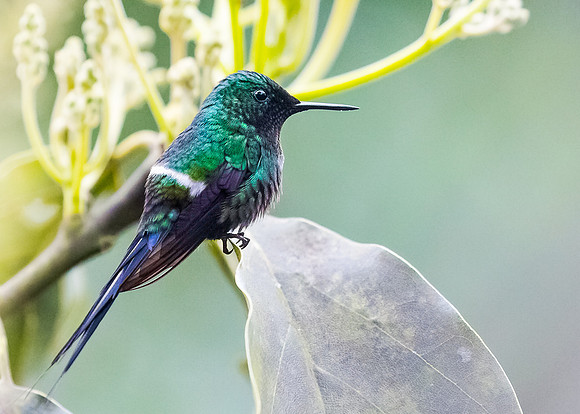 Green Thorntail