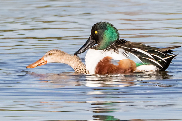The start of a new Shoveler generation