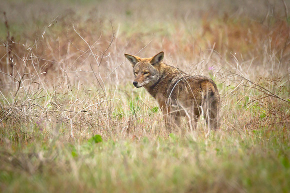 Coyote