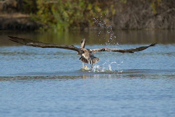birds-irv-1058